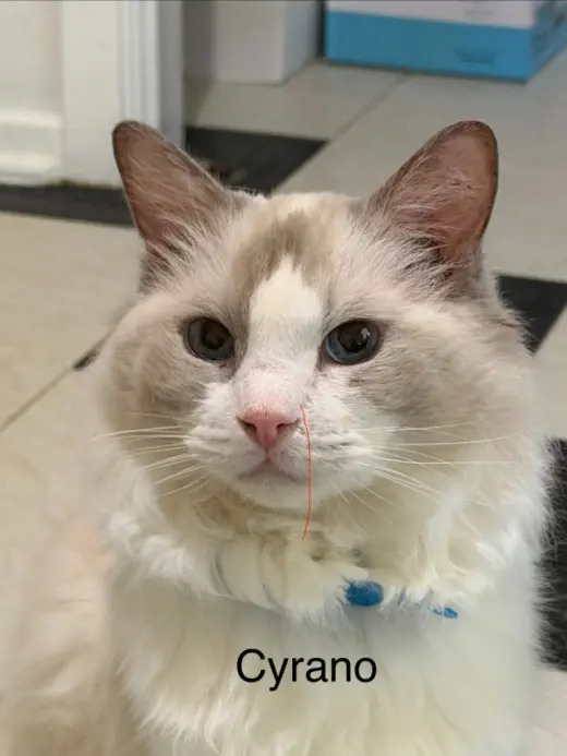 Cyrano