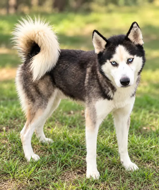 Frey *Foster Needed*