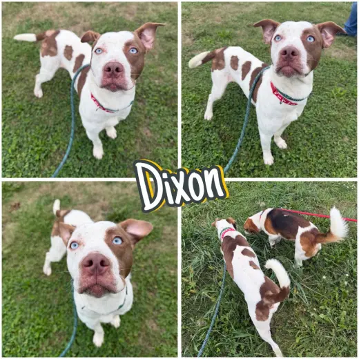 Dixon