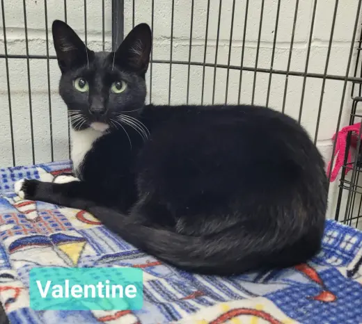 Valentine
