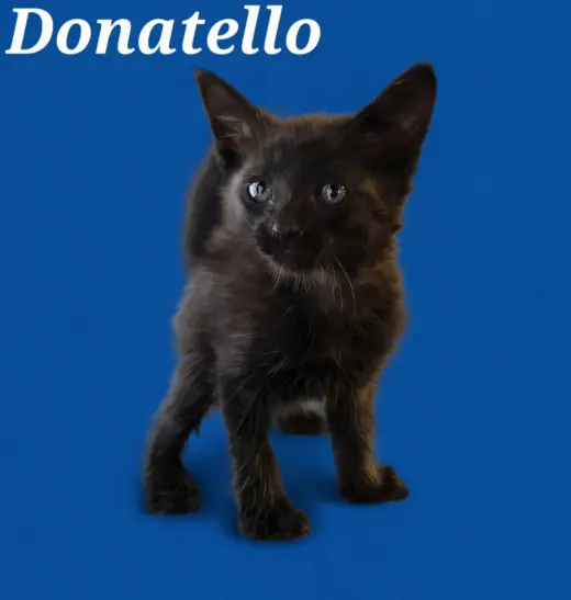 Donatello