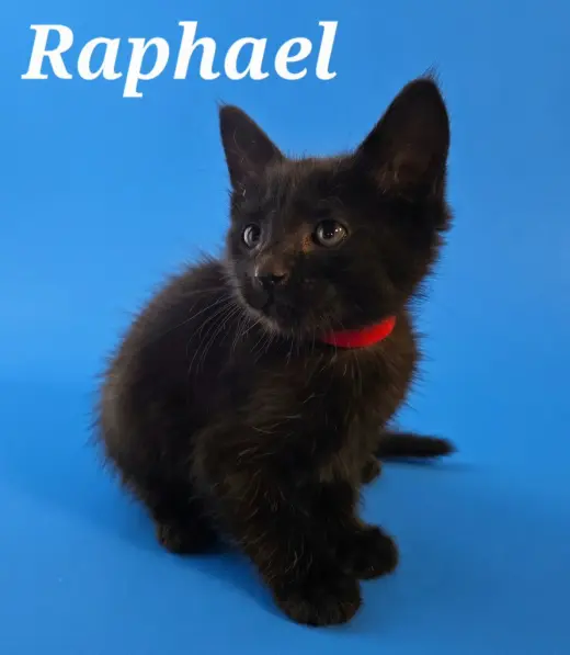 Raphael