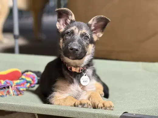 Frankie