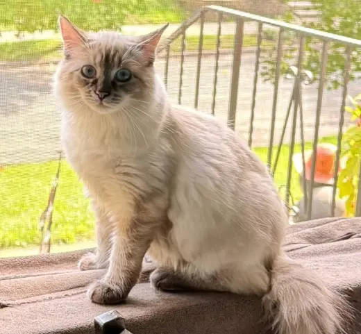 Gwendolyn (fka Paula) - Pending Adoption