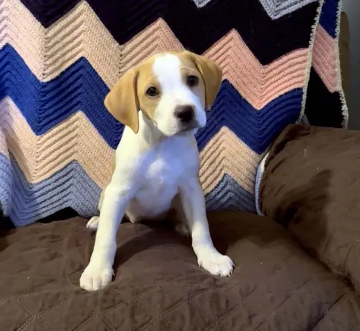 Scream Pup Tatum