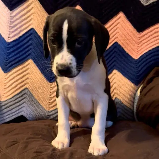 Scream Pup Mindy