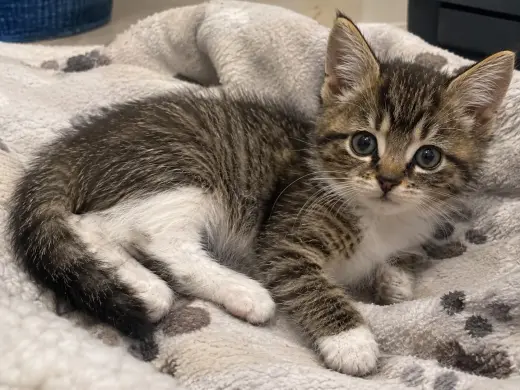 Turtle (foster cat)