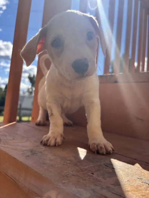 Doppio Aug 26 - A Sandy Puppy