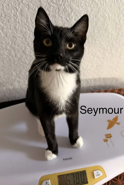 Seymour