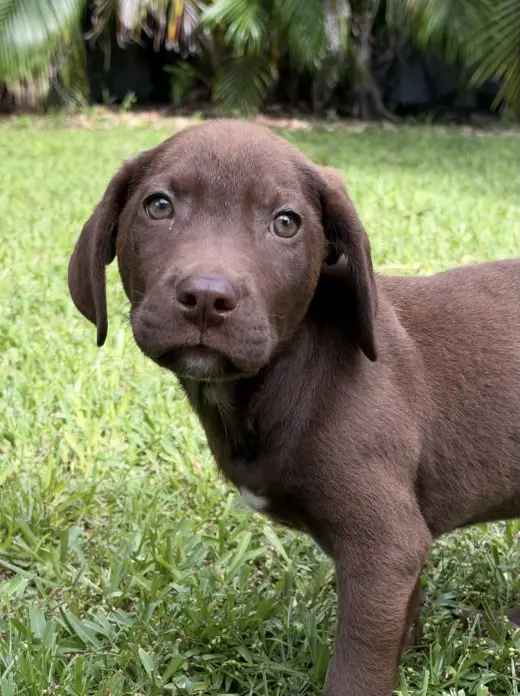 Hank