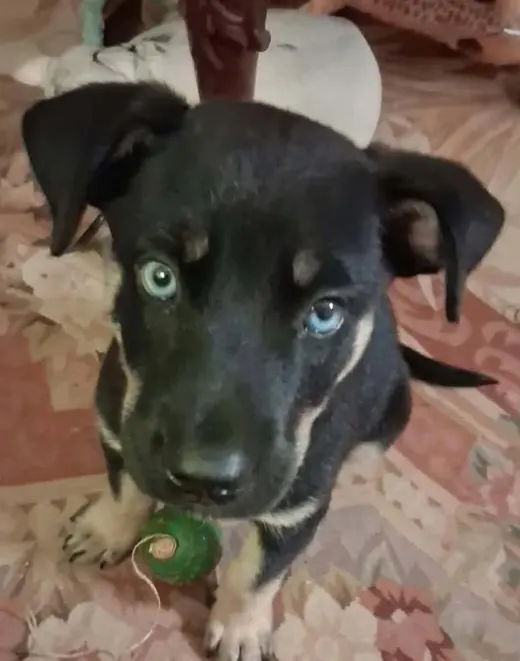 Blu (puppy)