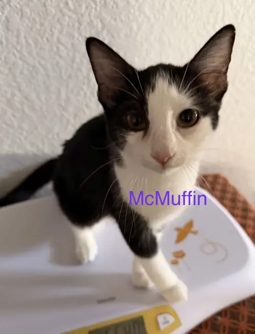 McMuffin