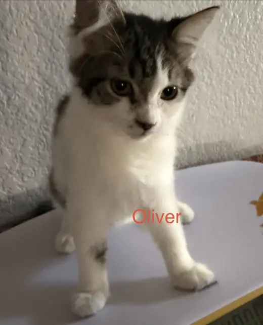 Oliver 2