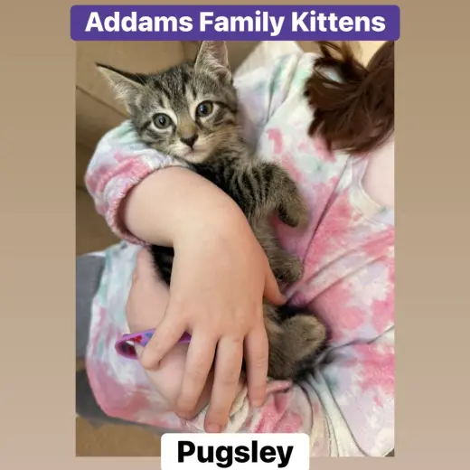 Pugsley