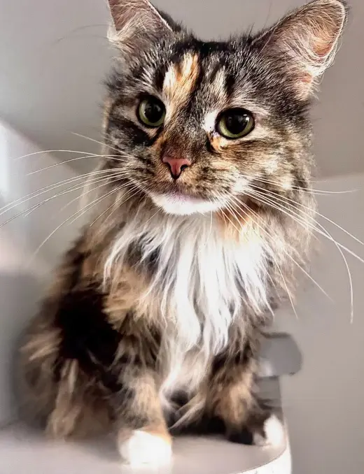 Nala