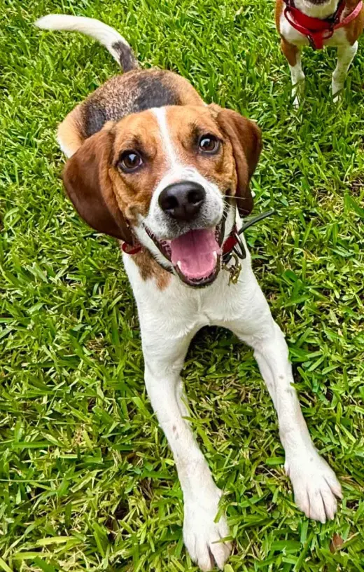 Benji III