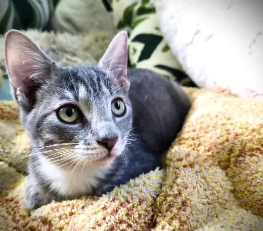 Rye