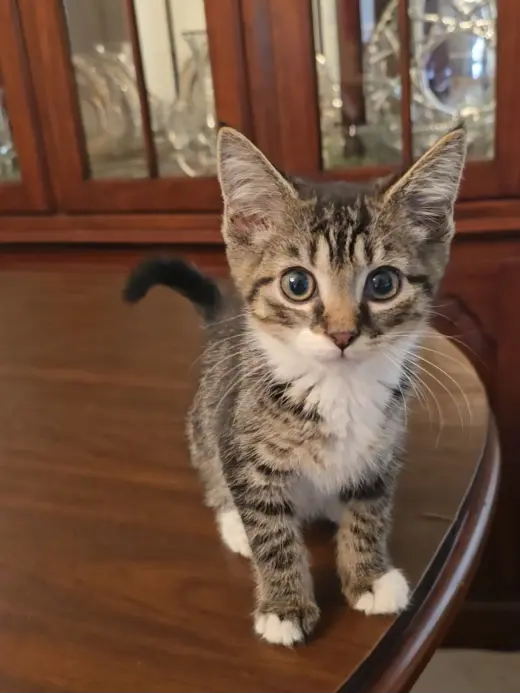 Ollie