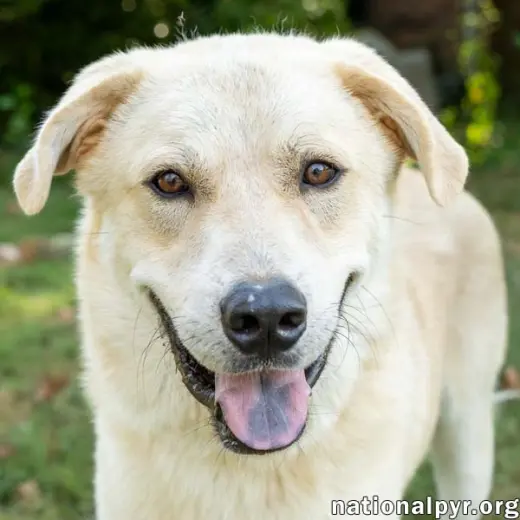 Hobbes in CT - Sweet & Affectionate!