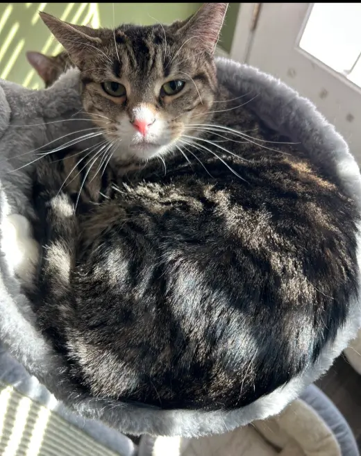 Coco Chanel