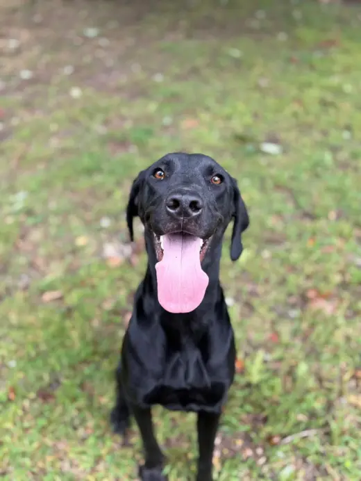 Beau