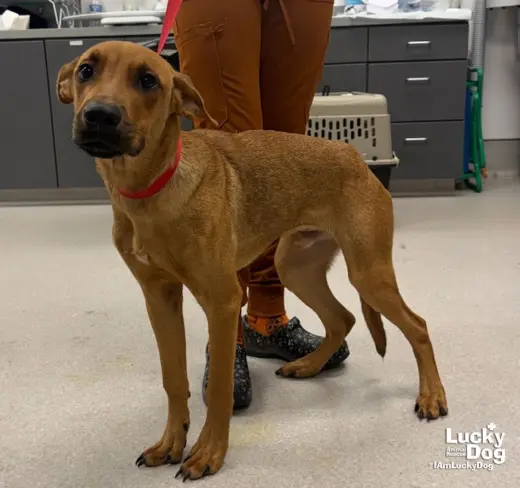 Scrappy Doo