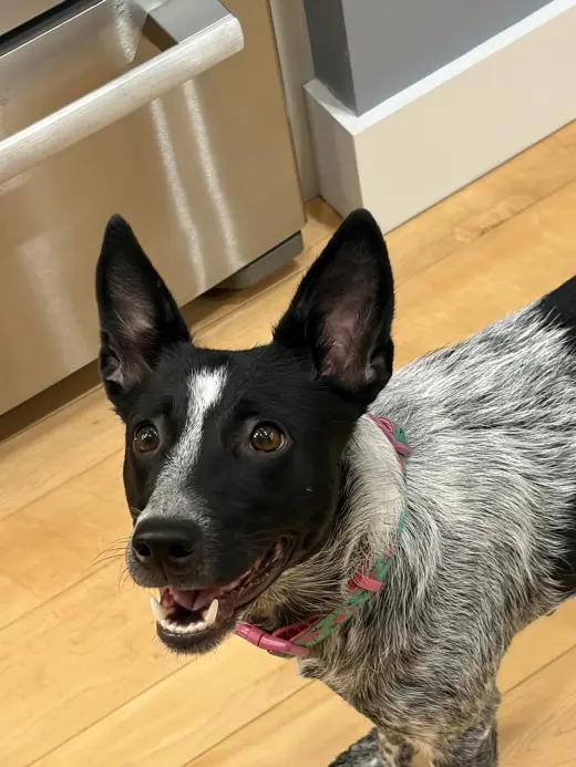 Maggie