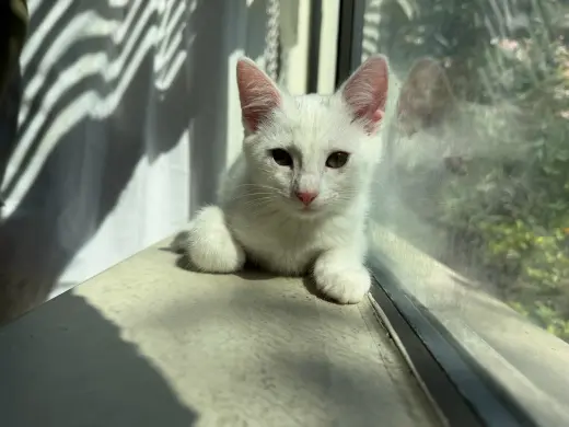 Nova