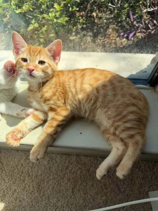 CHEDDAR