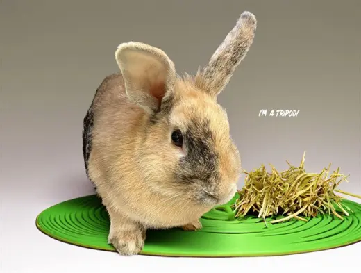 POGO