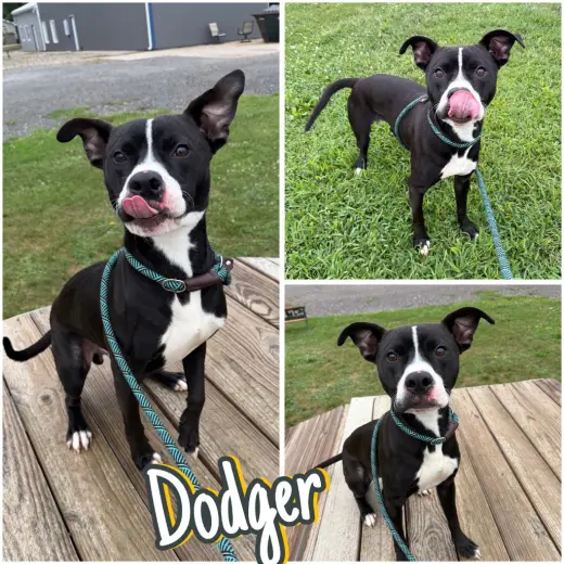 Dodger