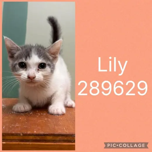 LILY