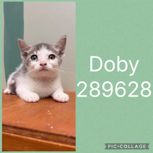 DOBY