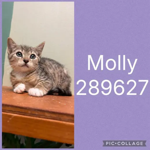 MOLLY