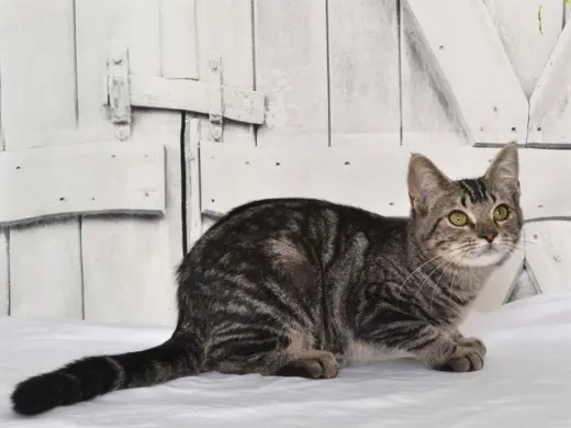 PALOMA