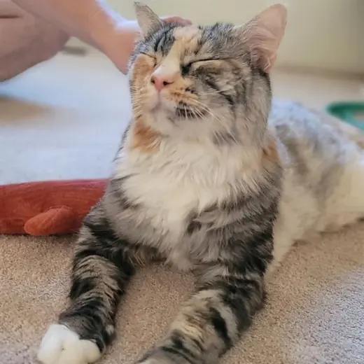 SHERBERT