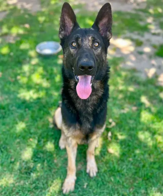 DUKE