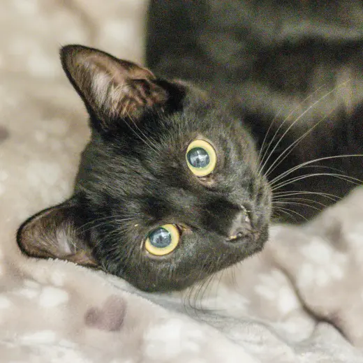 Gomez