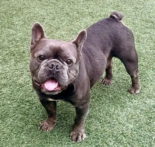CANELO