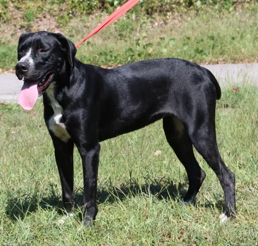 Dottie 44183