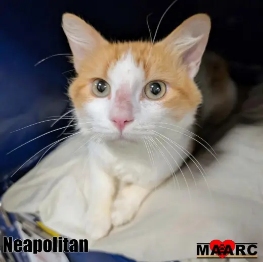Neapolitan