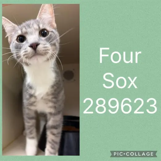 FOUR SOX