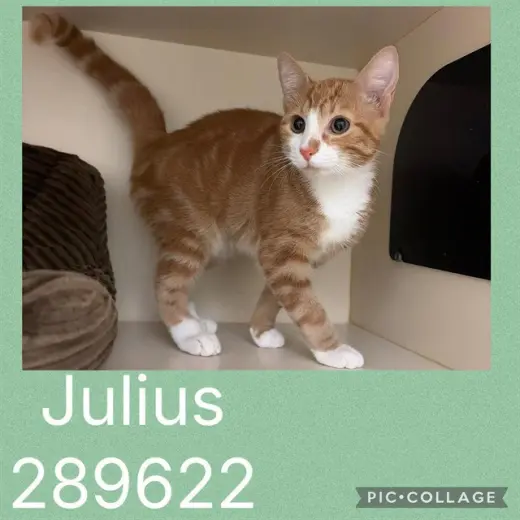JULIUS