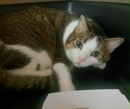 RUFUS