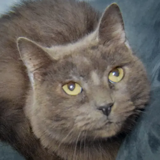Lyka