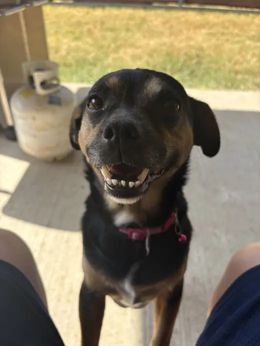 Dolly
