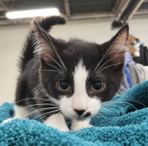 Kitten Adobe