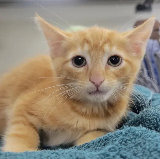 Kitten Fin