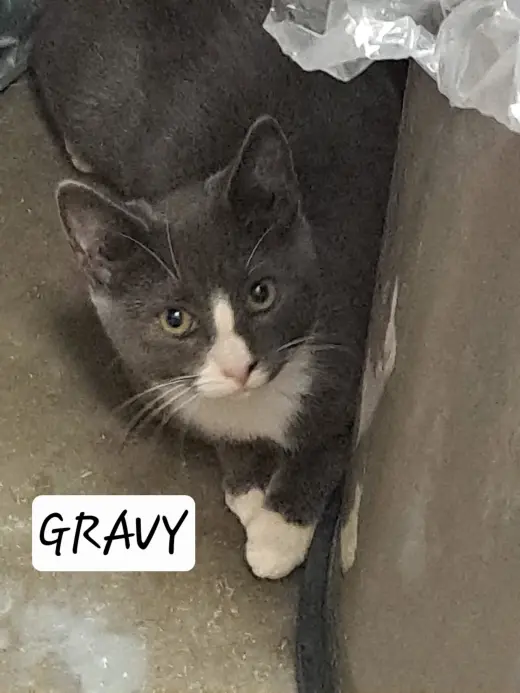 Gravy (FCID# 07/27/2026 - 48 Brandywine PS) C