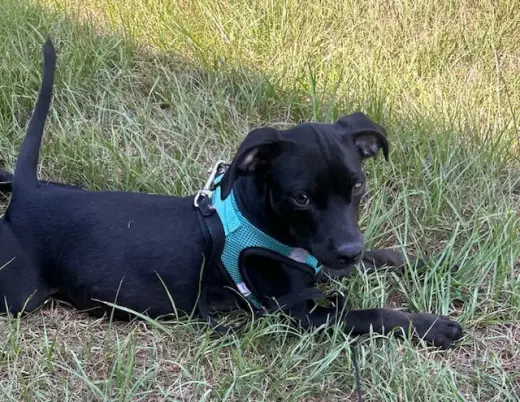 Gina